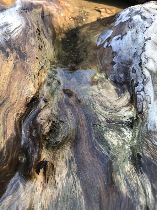 driftwood  tree  texture