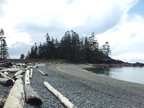 driftwood trees water