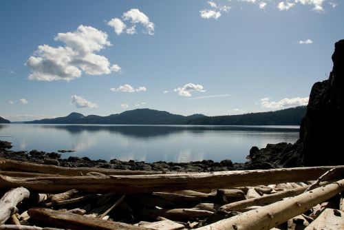 driftwood shore tree