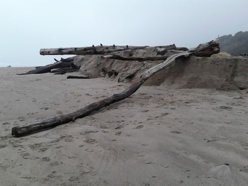 driftwood logs beach
