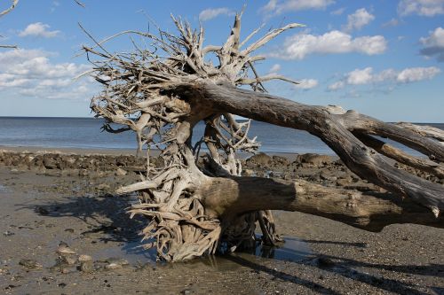 driftwood sky beach