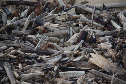 driftwood beach nature