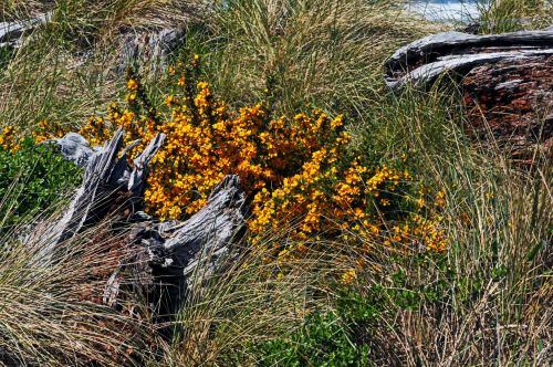 Driftwood And Yellow Flowers