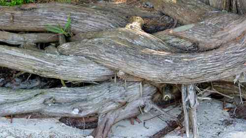 Driftwood On The Beach