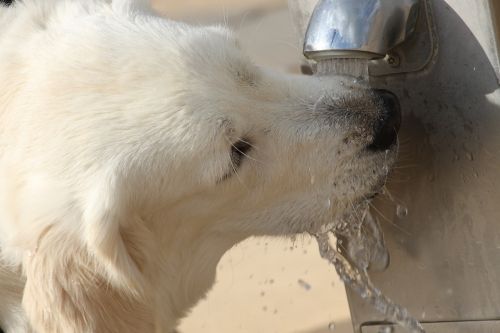 drink water dog