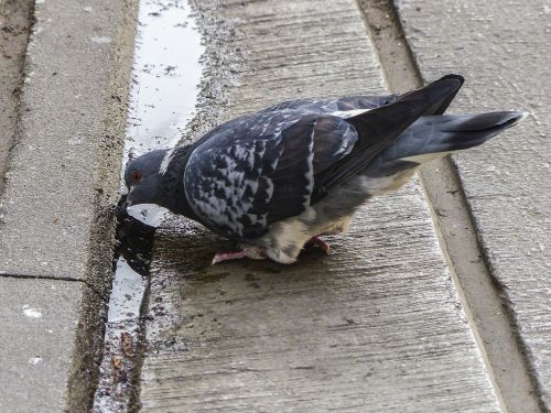 drinking pigeon dove