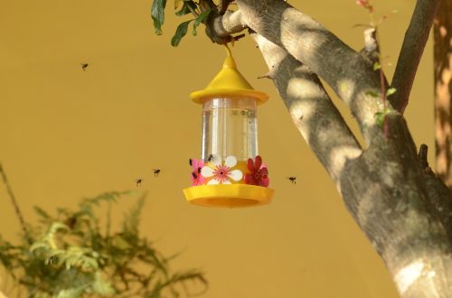 drinking fountain hummingbird bees nectar