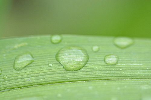 drip wet drop of water