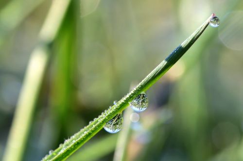 drip raindrop drop of water