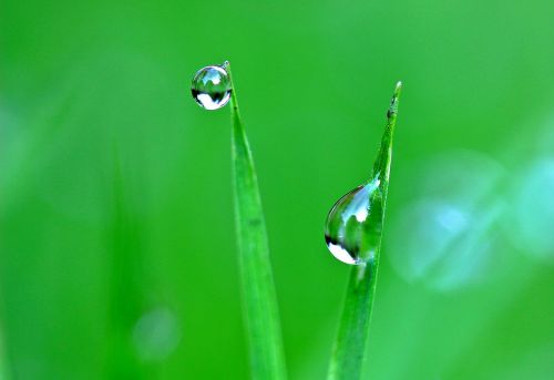drip drop of water dewdrop