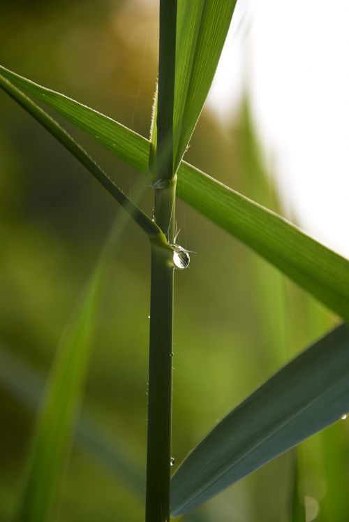 drip nature blade of grass