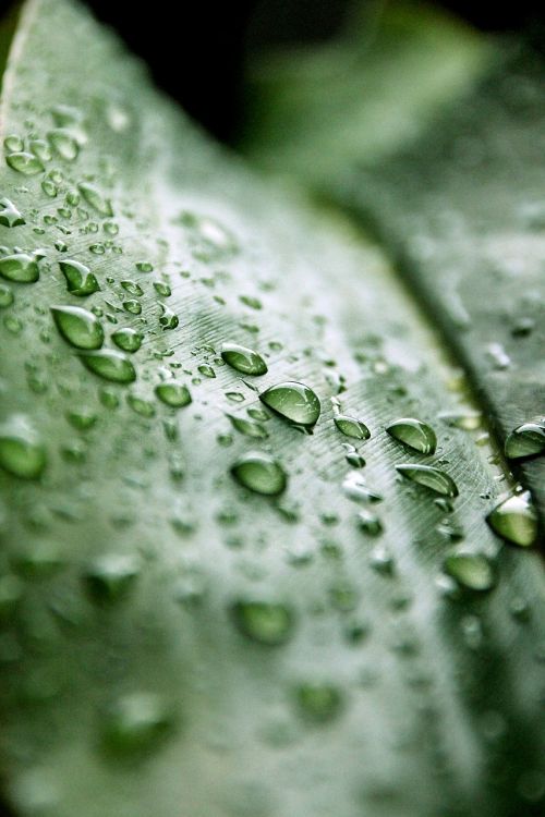 drip leaf rain