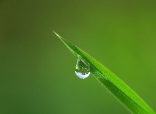 drip drop of water grass