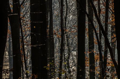 drip forest autumn