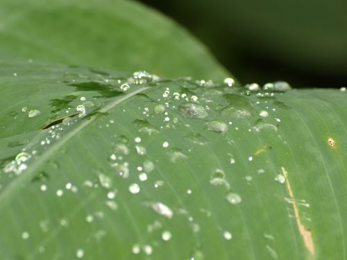 drip botany drop of water
