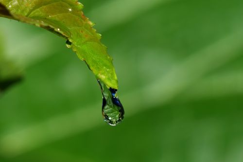 drip leaf drop of water