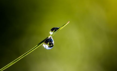 drip dewdrop blade of grass