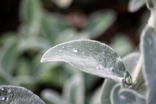 drip  leaf  silver