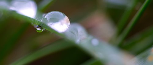 drip  drop of water  grass