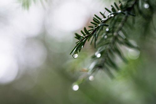 drip  rain  fir tree