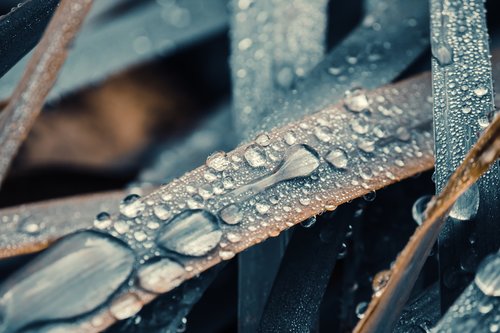 drip  rain  leaf