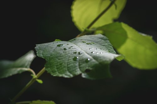drip  leaf  nature