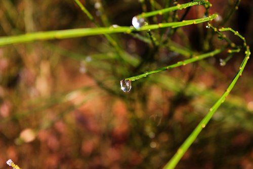 drip  dew  plant