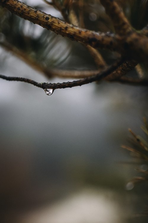 drip  raindrop  drop of water