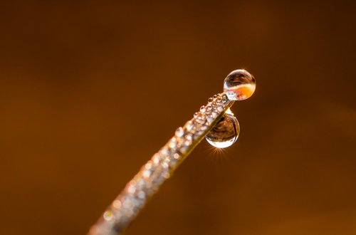 drip  blade of grass  drop of water