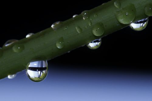 drip raindrop drop of water