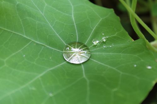 drip leaf drop of water