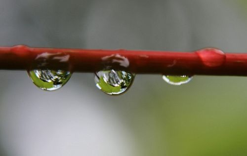 drip branch dew