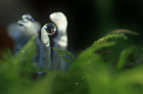 drip mushroom raindrop