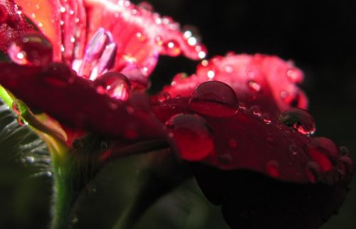 drip flower blossom
