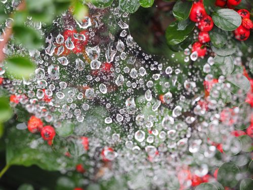 drip cobweb drop of water