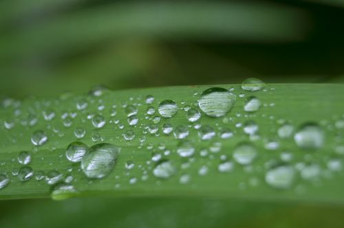 drip water leaf