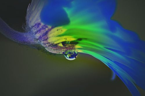 dripping water flower