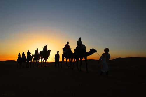 dromedaries sunset desert