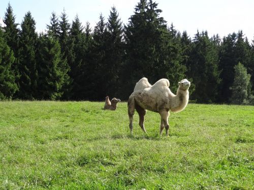 dromedary meadow forest