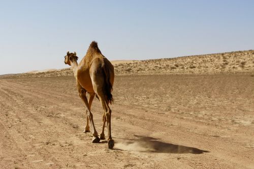 dromedary camel desert