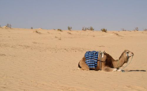 dromedary sahara tunisia