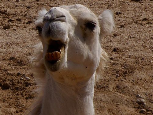 dromedary camel animals