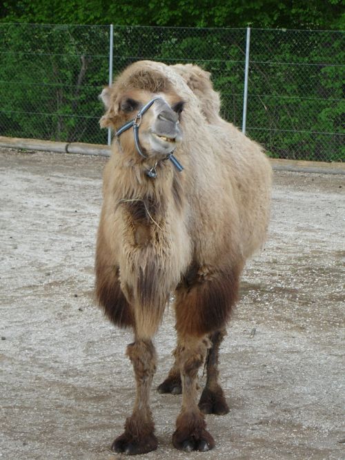 dromedary camel camelus dromedarius