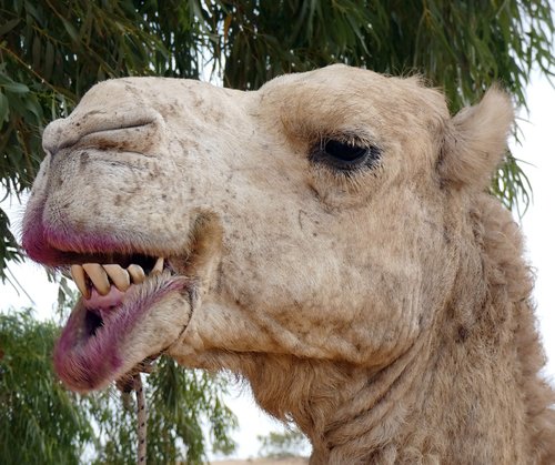 dromedary  camelus dromedarius  animal