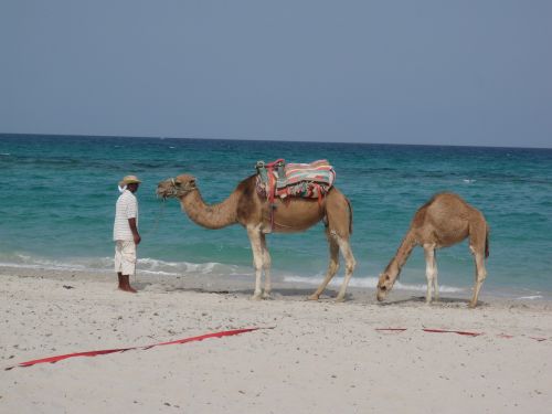 dromedary mahdia tunisia