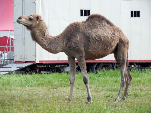 dromedary camel circus