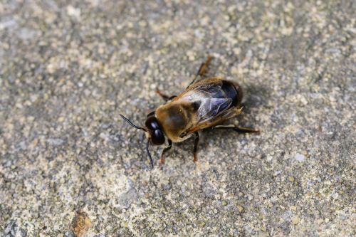 drone honey bee male