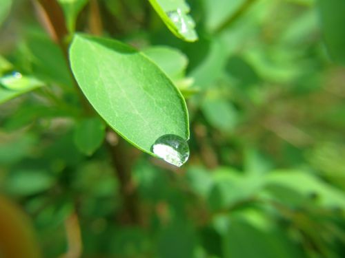 drop dew leaf
