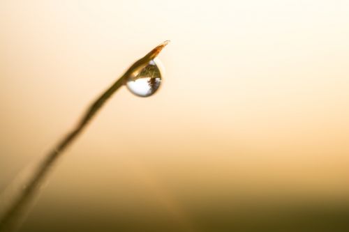 drop reflection grass