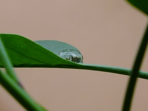 drop leaf nature